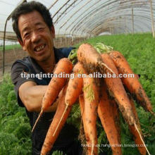 China Nuevo Crop Carrot